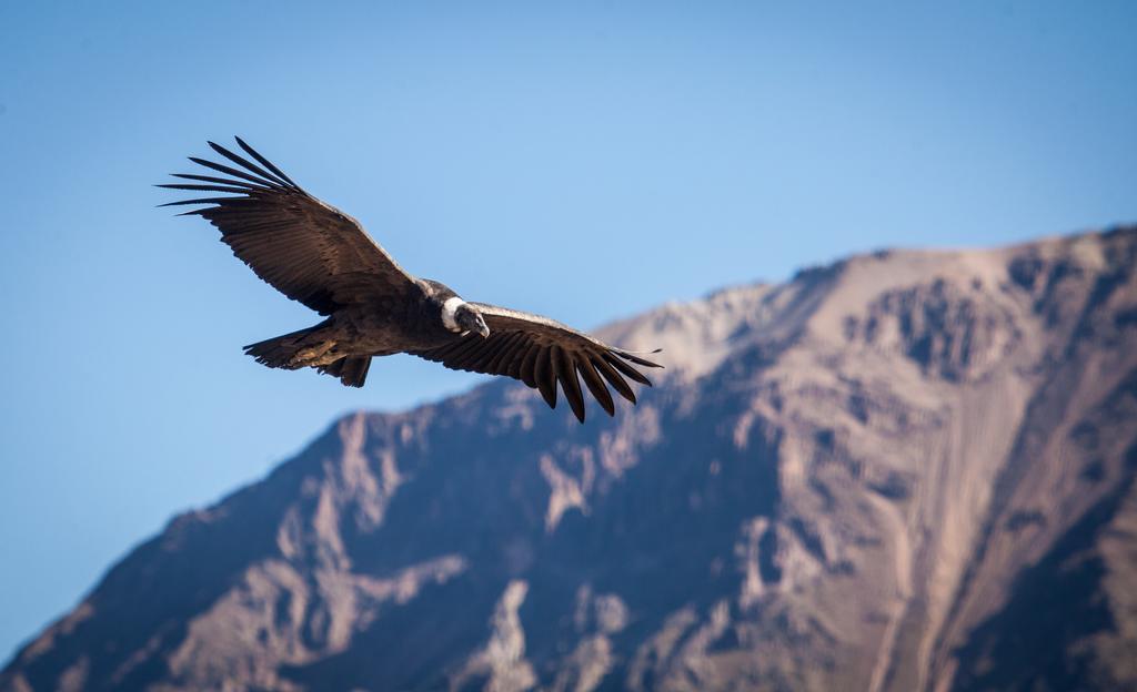 Eco Inn Colca Yanque Екстериор снимка