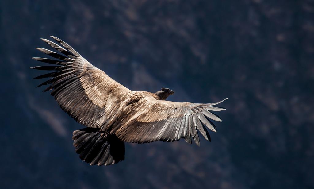 Eco Inn Colca Yanque Екстериор снимка