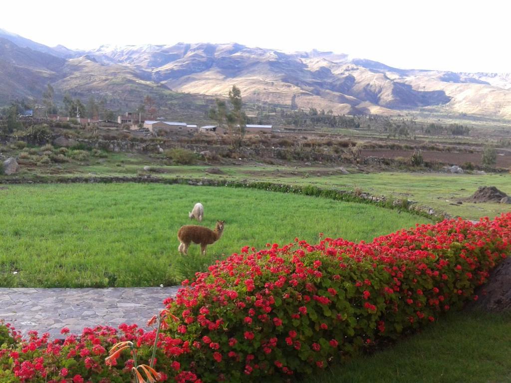 Eco Inn Colca Yanque Екстериор снимка